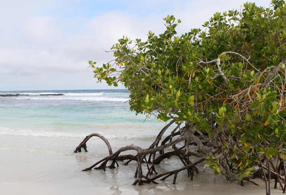 mangrove- large