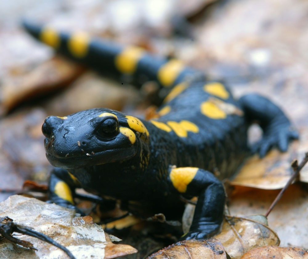 Spotlight: Amphibians - KIDS DISCOVER