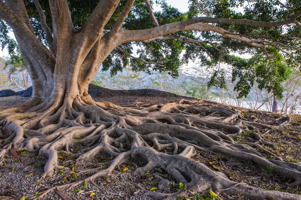 Pinched poly in massive tree roots | Lawn Care Forum