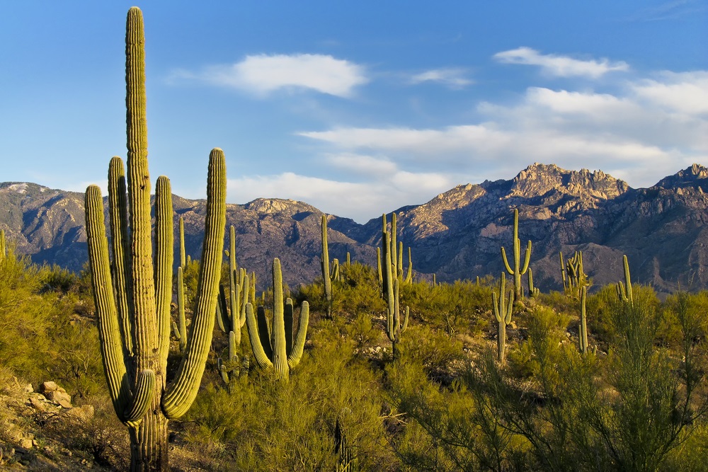 What plants grow in the Sahara Desert?