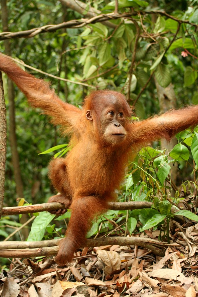 Endangered Species - KIDS DISCOVER Endangered Species - KIDS DISCOVER