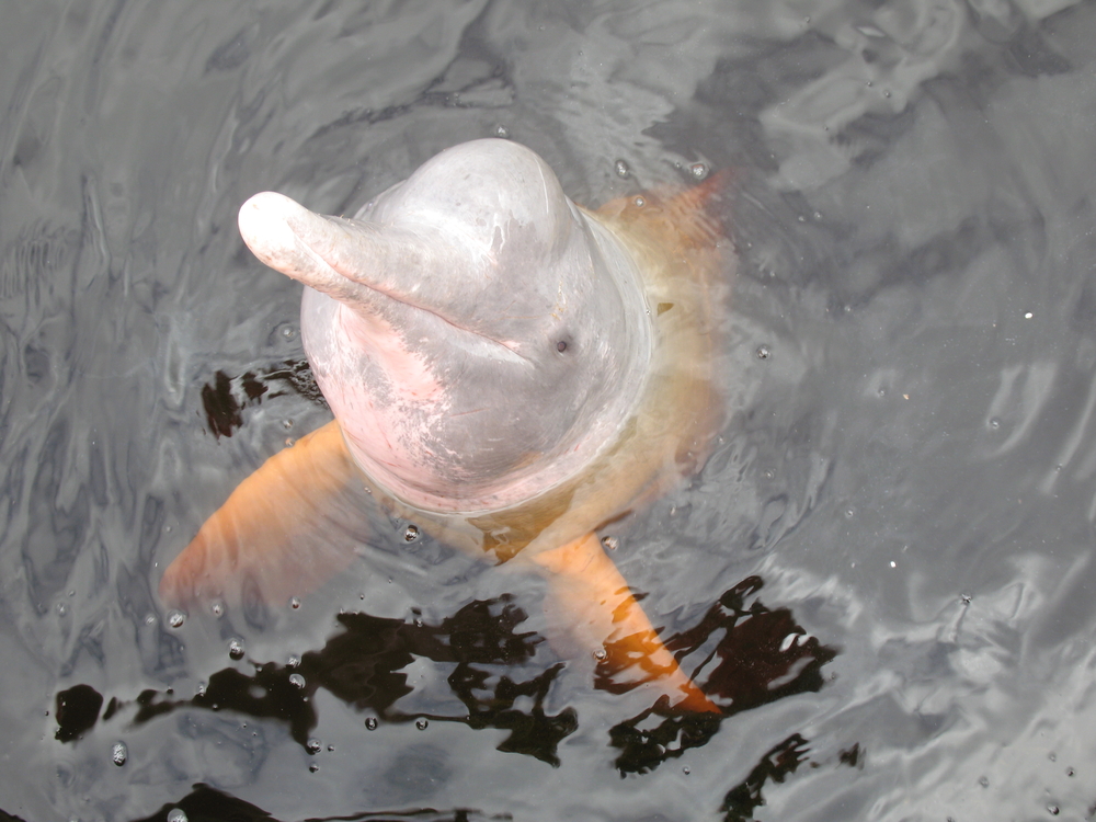 Rivers KIDS DISCOVER